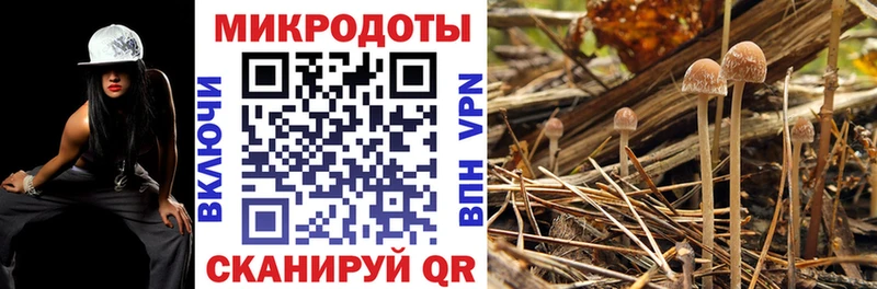 Псилоцибиновые грибы Cubensis Миллерово